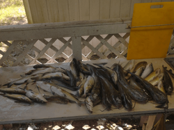 Emory's Top Catfish Fishing